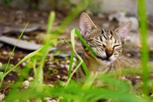 mačka gricka travu