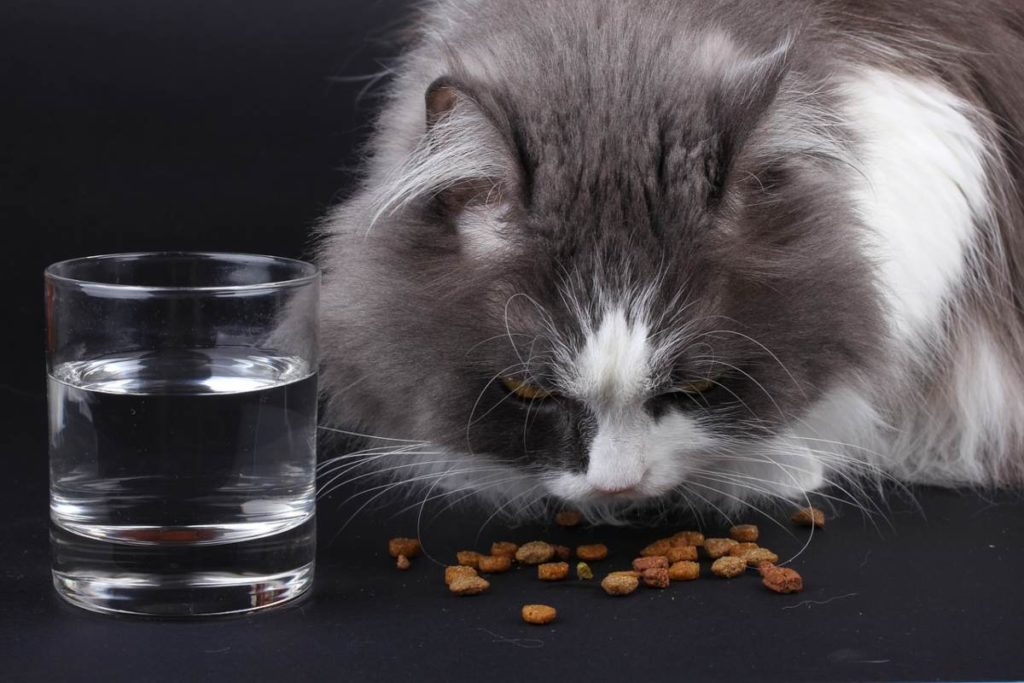 Mačka jede pored čaše s vodom