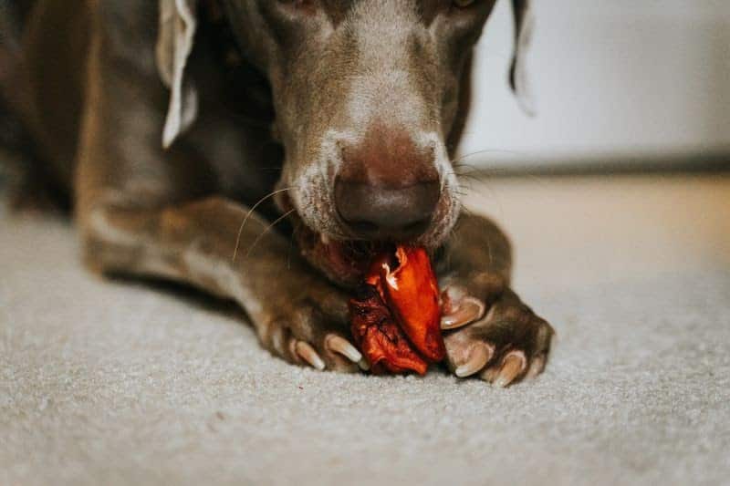 pas šapama pridržava hranu koju jede