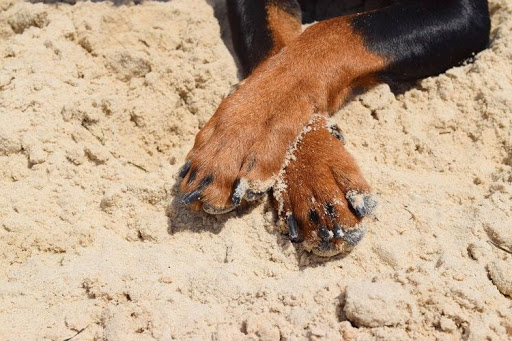 pseće šape na pesku