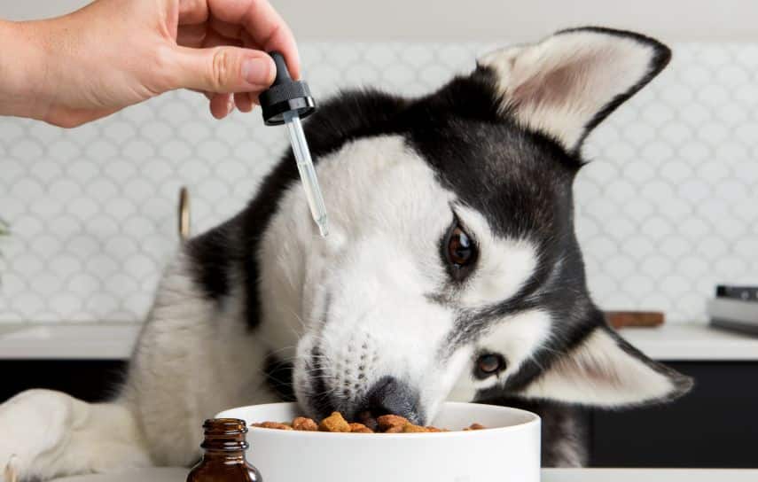 pas jede hranu sa dodatkom cbd ulja za pse