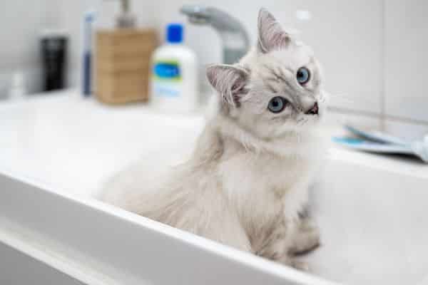mačka sedi u umivaoniku