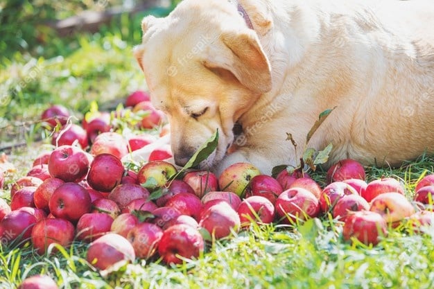 jabuke su zdrava hrana za pse