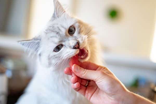 mačka jede omiljenu hranu
