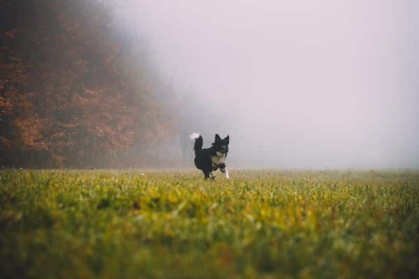 Pas trči na kiši