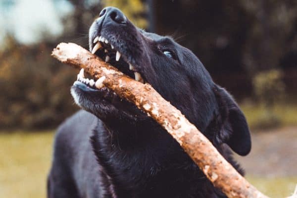 Pas čisti zube pomoću štapa