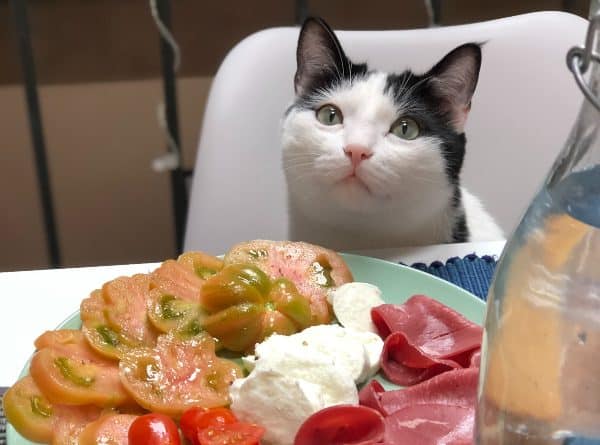Suplementi za mačke koje jedu ljudsku hranu