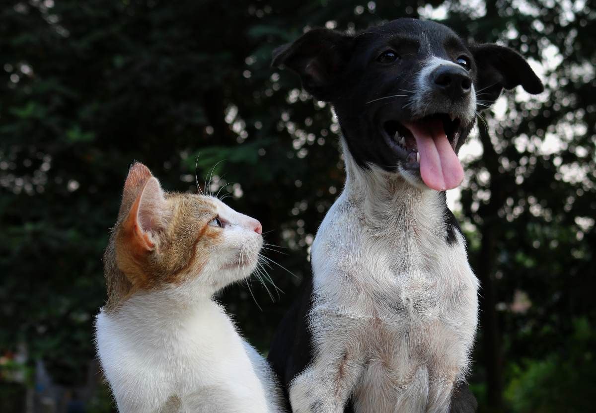 Mačka i pas sede jedno pored drugoga
