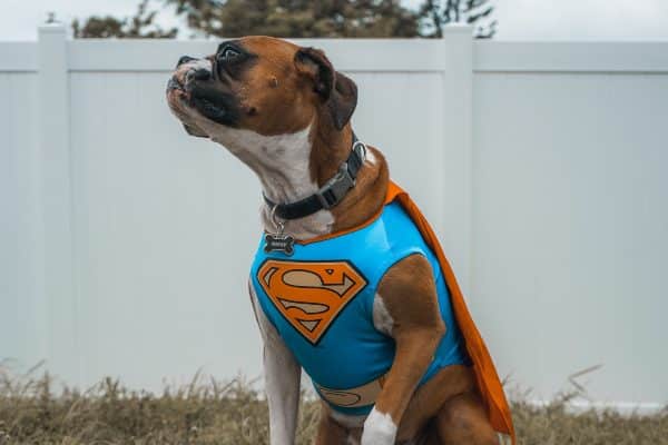 Suplementi za pse super heroje