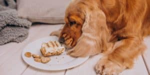 Pas ne jede hranu koju voli