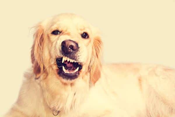 Pas je ljut i pokazuje zube