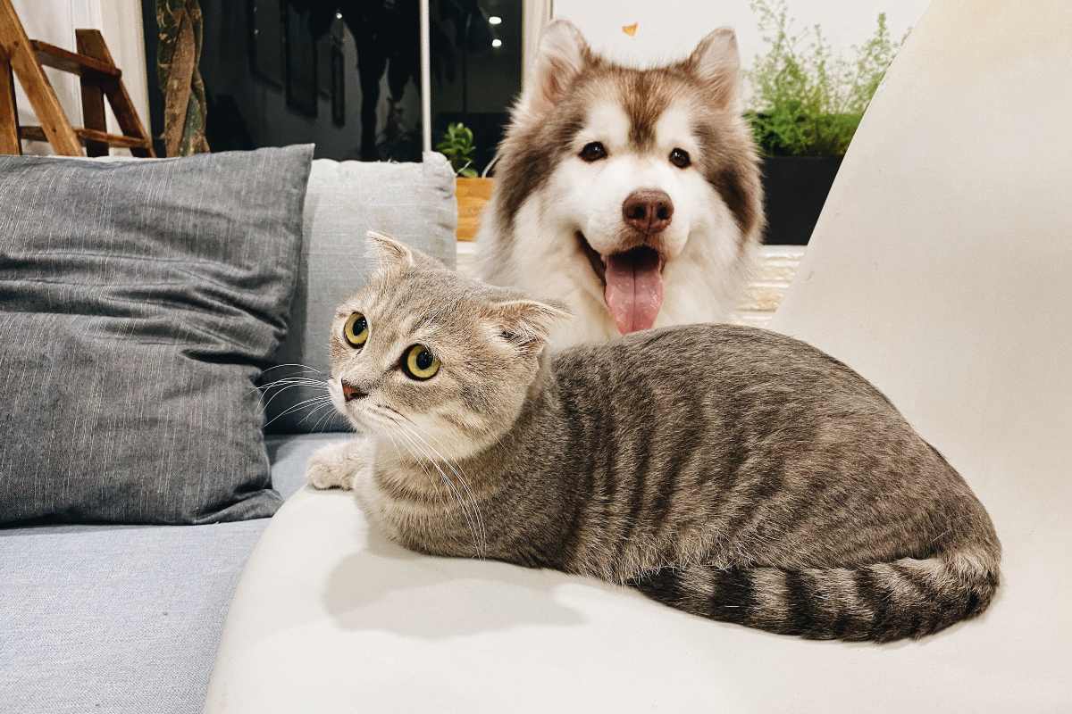 Pas i mačka leže na krevetu