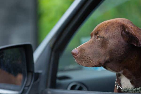 Vežbe za oslobađanje psa od straha od vožnje