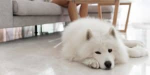 Lek za bol u stomaku kod psa