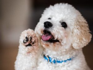 Najbolji lek za glavobolju kod pasa