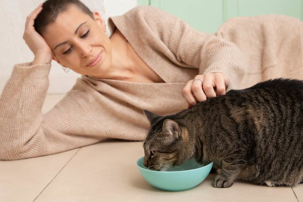 Kako povećati apetit kod mačaka