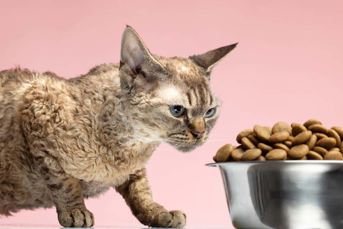Zašto mačka neće da jede granule