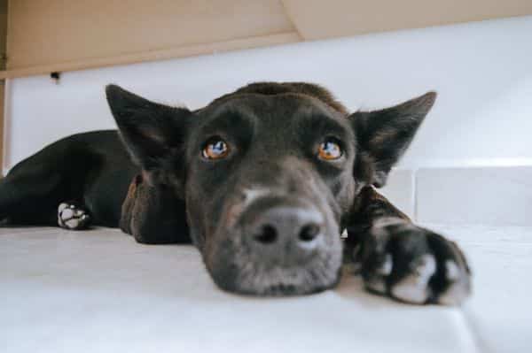 Pas leži ispod kreveta jer ga boli glava