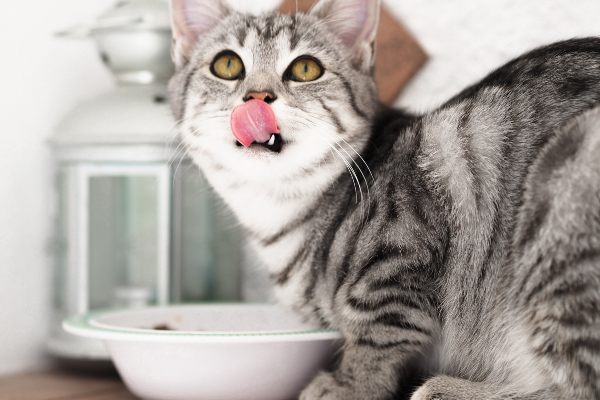 Kako povratiti apetit kod mačaka ukusnim obrokom