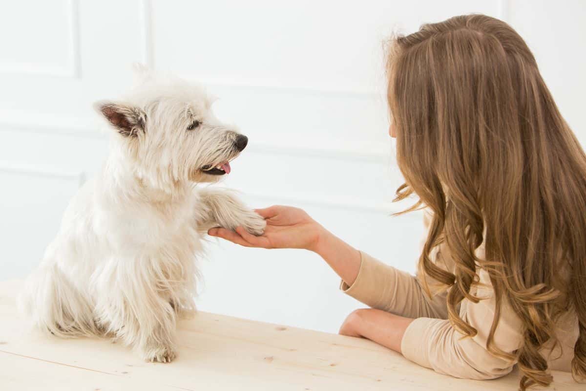 Kako naučiti psa da se ne plaši