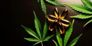 Omega za ljubimce i uticaj CBD-a