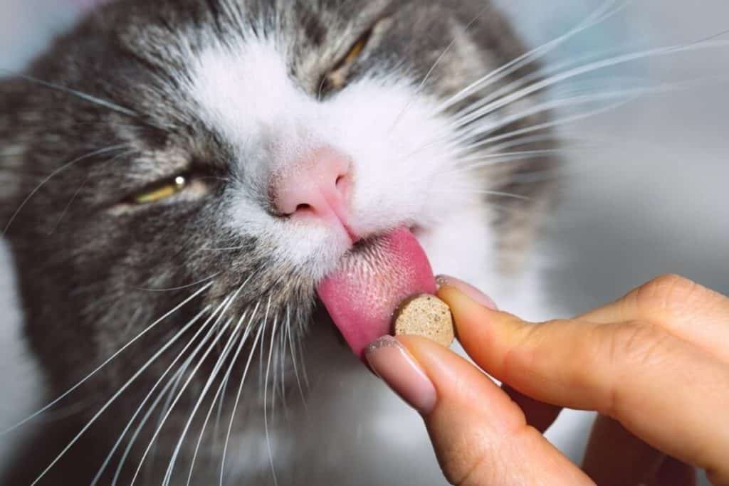 Mačka liže tabletu suplementa