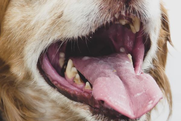 Da li se psima mogu prati zubi ako ima žute naslage