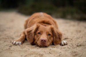 Istraživanje CBD ulja na oboljenjima pasa