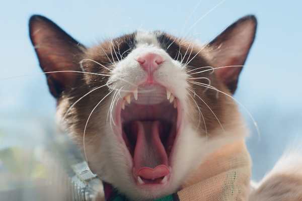Zašto mačka glasno mjauče