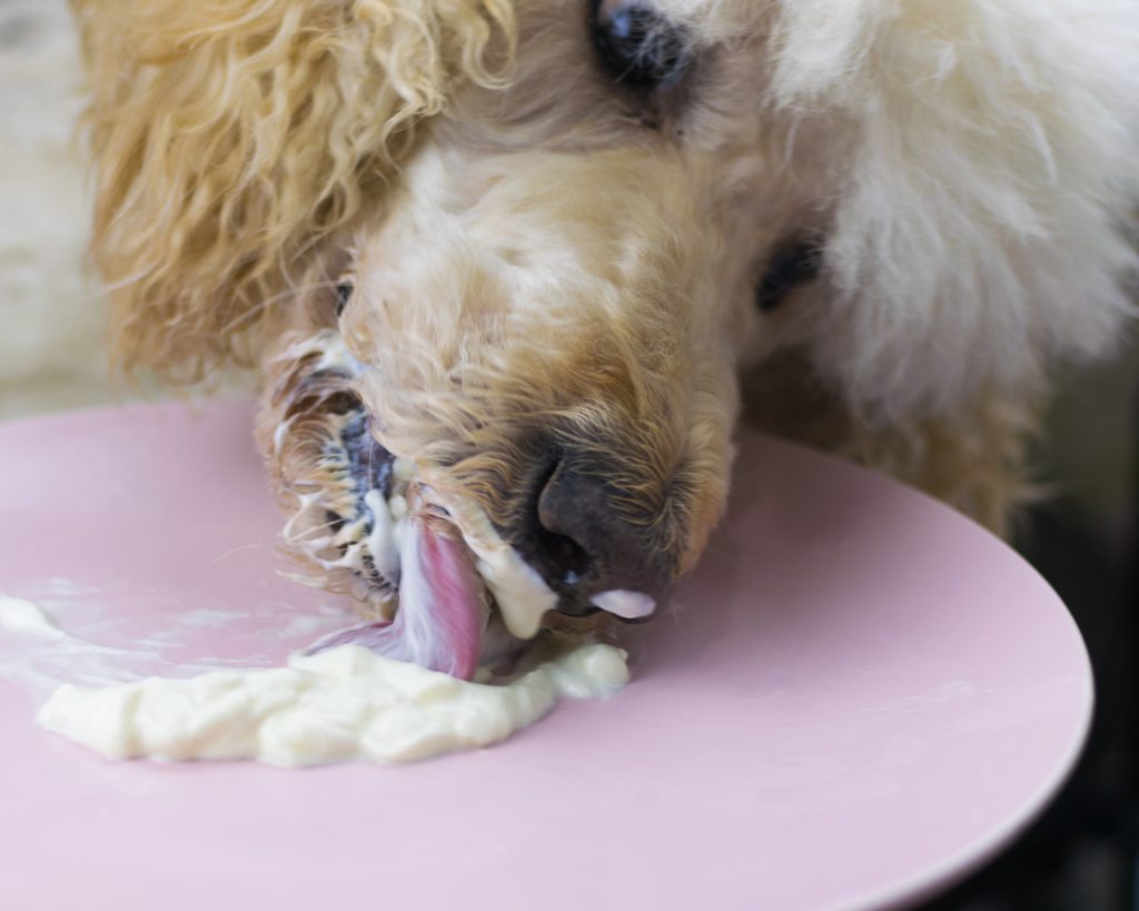 bolesti ljubimaca i uticaj cbd ulja