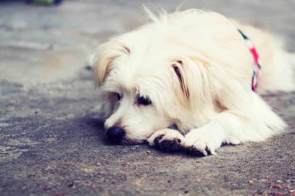 bolesni pas leži na zemlji