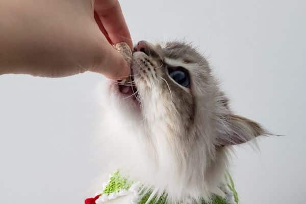 Kako naučiti mačku da ne grize