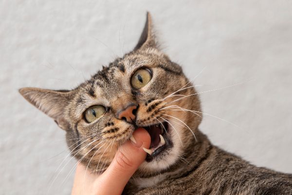 Mačka grize vlasnika za prst jer se igra