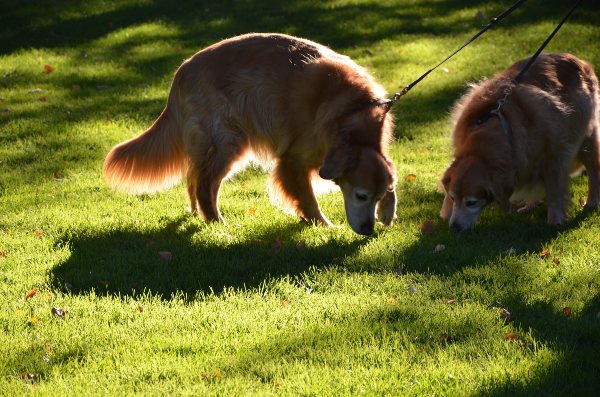 Psi istražuju njuškanjem po travi