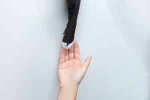 Kako naučiti mačku da ne grize ruke i stvari po kući