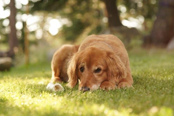 Tužan pas leži na travi