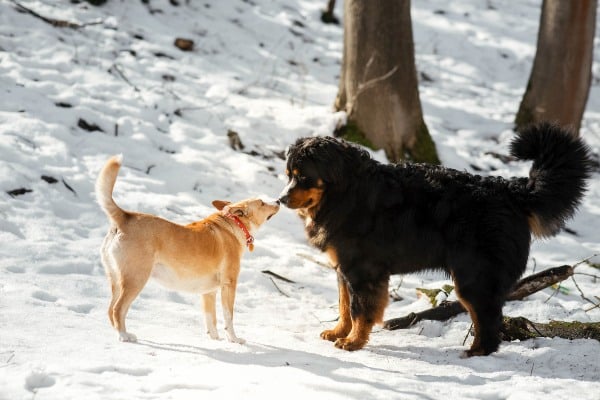 Psi se njuše na snegu, da bi se prepoznali