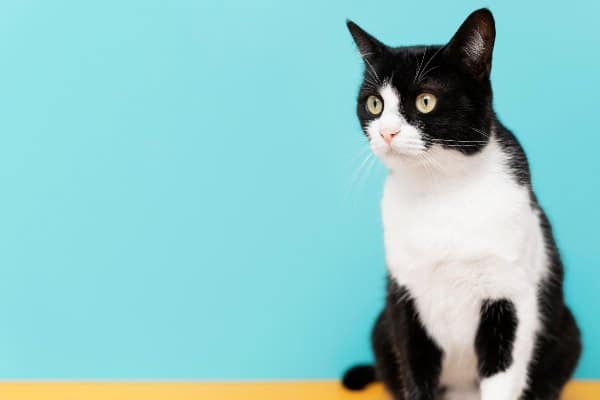 Učenje mačaka da reaguju na komandu i glas vlasnika