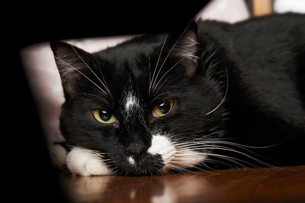 Mačka treba da nauči da ne bude agresivna