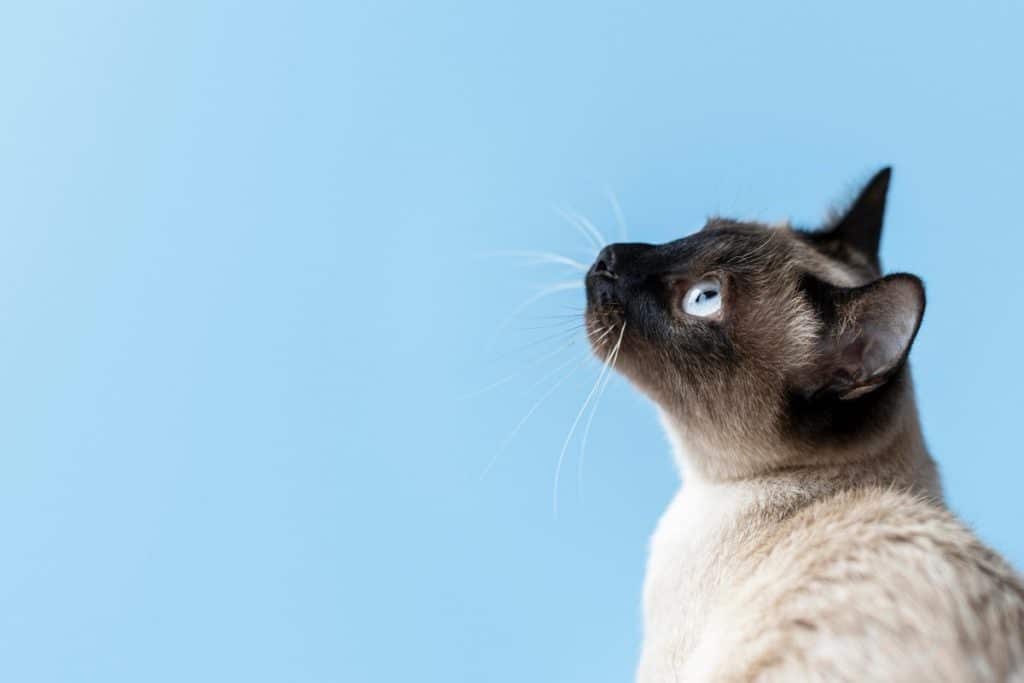 Vaspitavanje mačaka