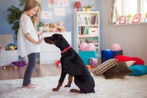 Vaspitavanje psa i učenje psa trikovima
