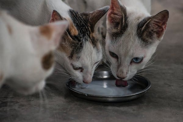 Zašto mačkama ne treba davati mleko