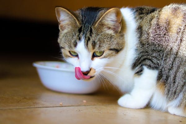 Kako hraniti mačku ako ona ima bolesnu jetru?