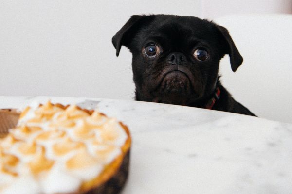 Mleko i kosti kao poslastice za pse