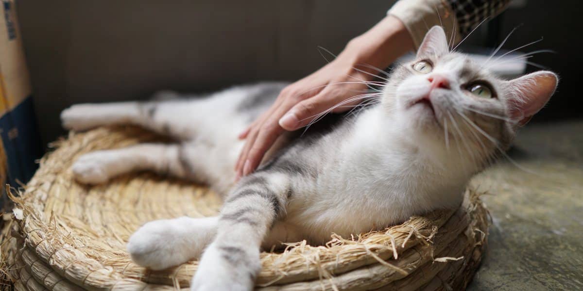 Problemi sa jetrom kod mačaka i kako prepoznati simptome?