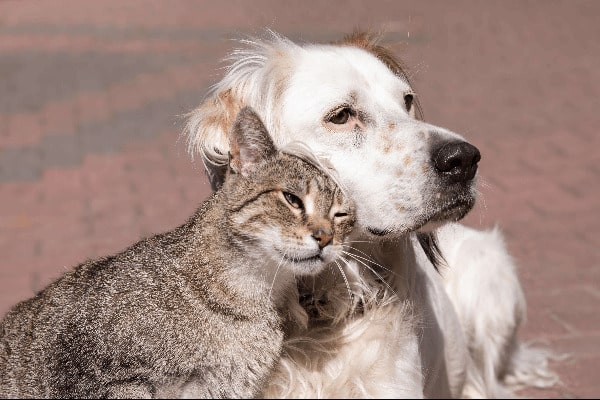 stariji pas i mačka
