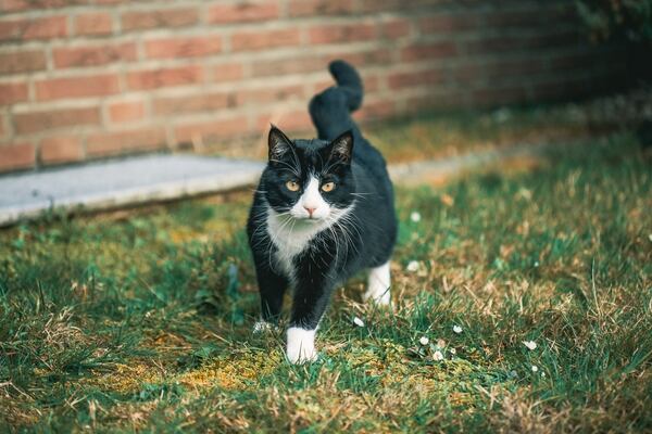 crna sterilisana mačka šeta po dvorištu
