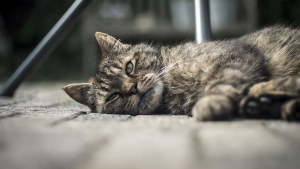 domaća mačka sa bolesnom kičmom leži na tepihu