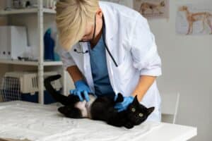 Ultrazvuk abdomena za mačku, i pregled da li mačka ima cistitis