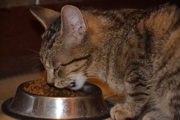 Urinary hrana za mačke sa problemima sa bešikom